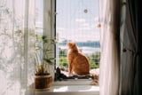 Wenn Balkon und Fenster für Katzen zu Todesfallen werden